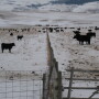 Fenceline weaning appears to benefit calf performance, but might not be practical for some producers. 