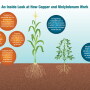 An Inside Look at How Copper and Molybdenum Work