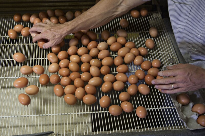 Per-capita consumption of eggs projected to reach highest in decades.