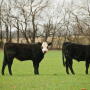 Steers on wheat pasture