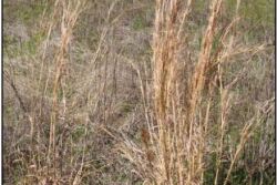 Goodchild-broomsedge