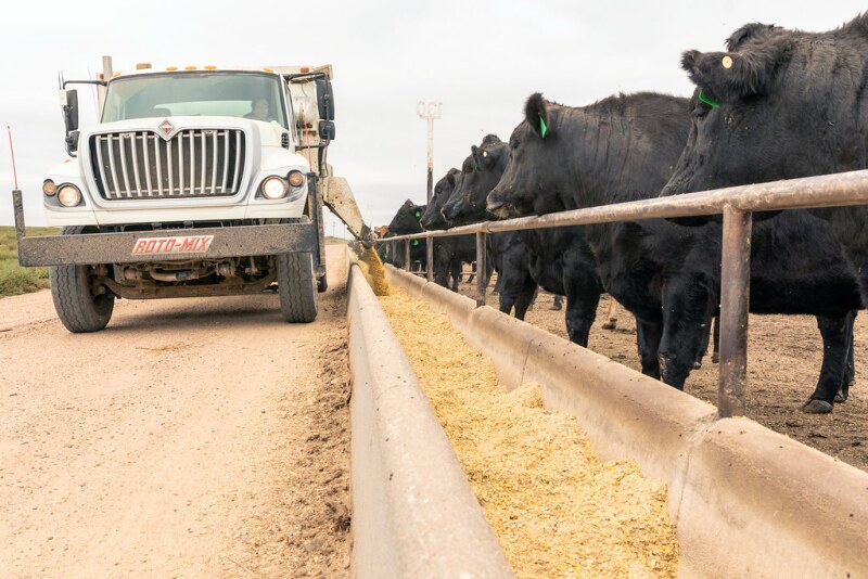Corn by-products can be an alternative energy feed source for cattle. 
