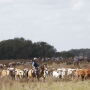 Florida_cattledrive