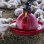 Bloomberg_India_Chickens.jpg