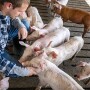Farmer with pigs