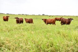 Santa Gertrudis cattle