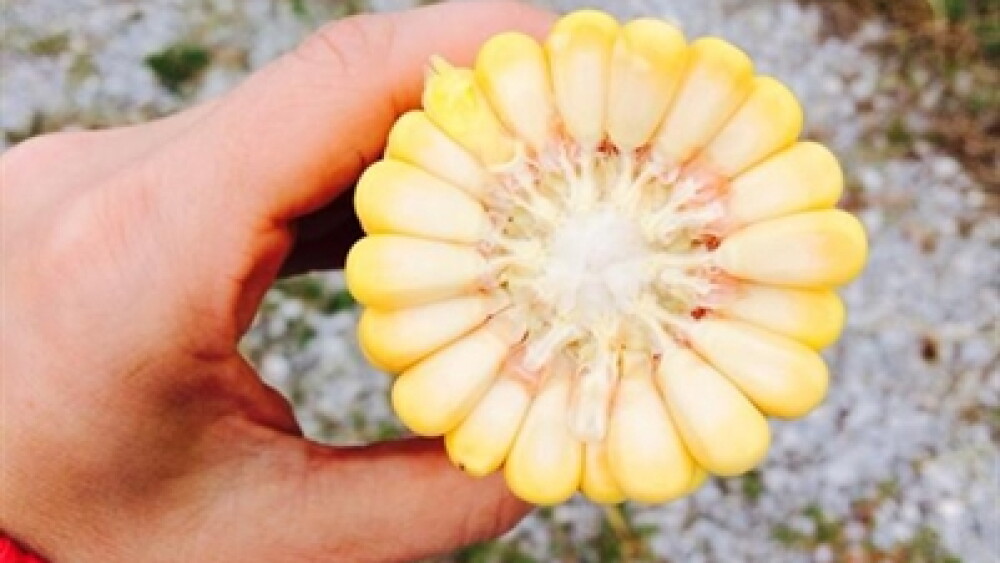 Crop Tour   Ohio Corn