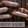 Pork Industry Headlines
