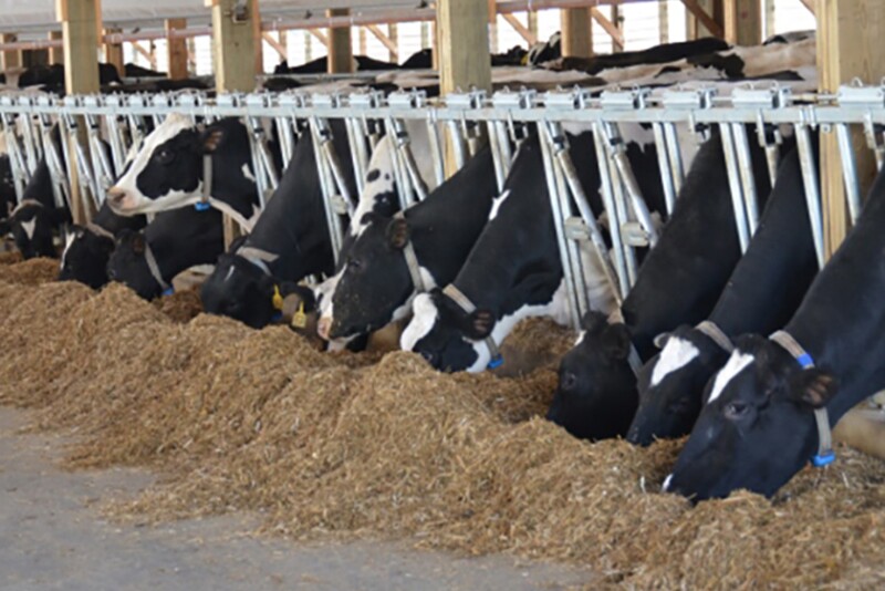 Penn State Dairy Extension specialist Virginia Ishler said current conditions are mimicking those of 2012, when feed prices soared to unprecedented highs.