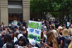 Animal activists