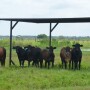 BT_Cattle_Shade