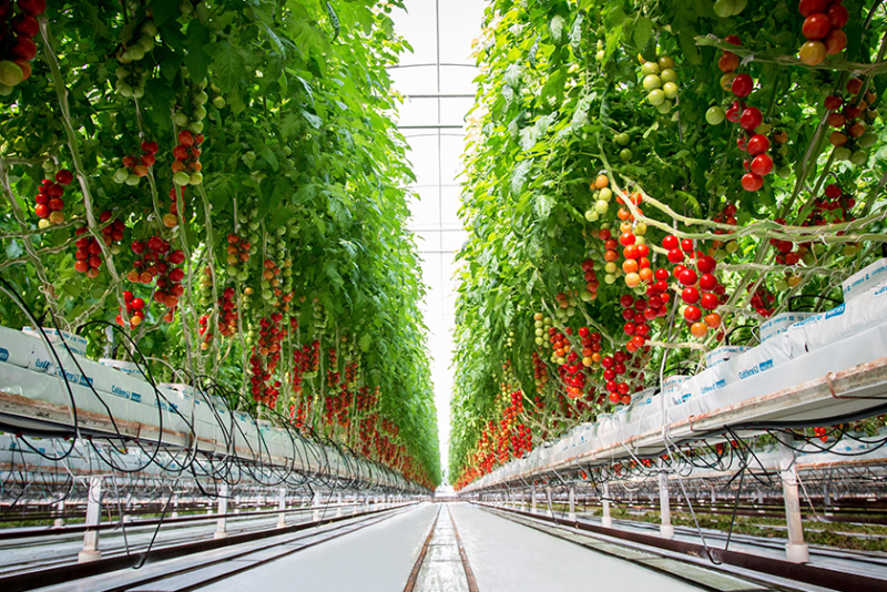 The camera is close to the floor, which is white. The photo is inside a commercial greenhouse. On the left and right are growing sections with red tomatoes. The photo shows a view of the rows extending toward the horizon. In the middle at top is a view of the white greenhouse ceiling.