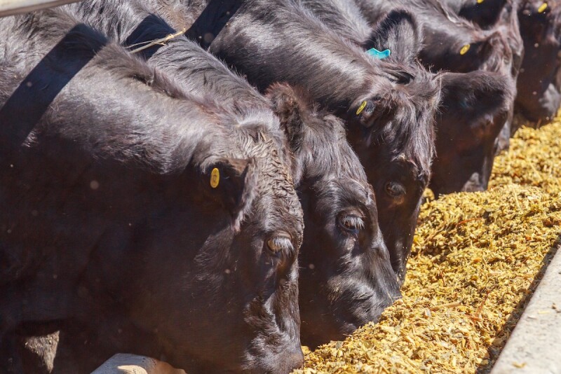 Feedlot Beef-on-Dairy 