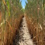 Drought-stressed wheat