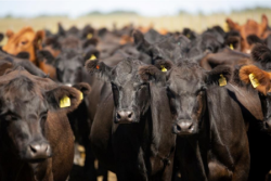 Cows