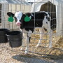 Holstein calf.jpg