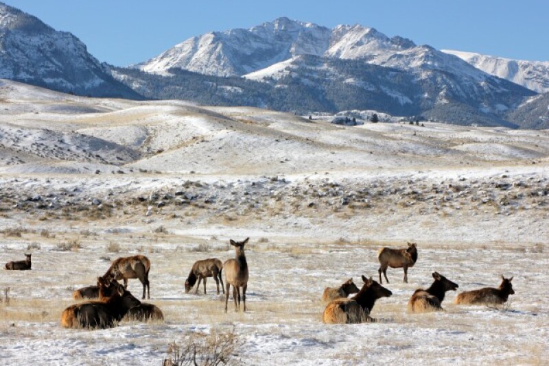 Yellowstone_National_Park_Elk