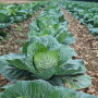 Rows of cabbage in a field