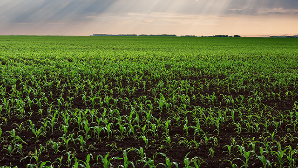 A field of young corn plants under clouds, representing the heavy rain creating challenges for Midwest farmers.