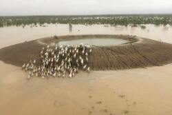 Cattle seeking refuge from rising floodwaters on a pond embankment in Queensland, Australia. 