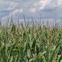 Corn_field_sun