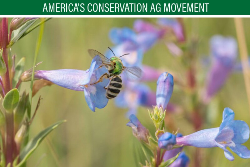Native bees have relatively simple needs. Their three main requirements for a healthy life are food (wildflowers), shelter (places to nest), and a pesticide-free environment. Some of the very best places for North American native bees to thrive are sustainably managed working lands.