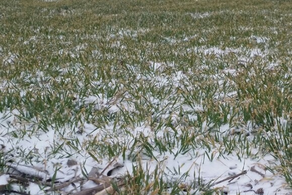 winter wheat