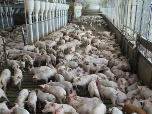 Hogs_Pigs_Grower.JPG