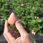 Wish Farms Pineberries