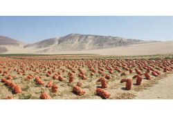 Photo-courtesy-G&R-Farms.jpg