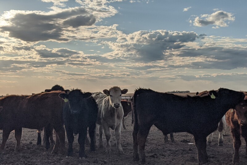 Feeder Calves in Drylot Pen