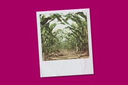 It’s only been since 1988 that the International Plant Nutrition Institute has credited the 4R framework—application of the right nutrient source or product at the right rate, right time and in the right place—as having a close tie and application to agricultural sustainability. The 4Rs are millennials, and we are seeing a generation’s worth of change in today’s fertilizer products. 