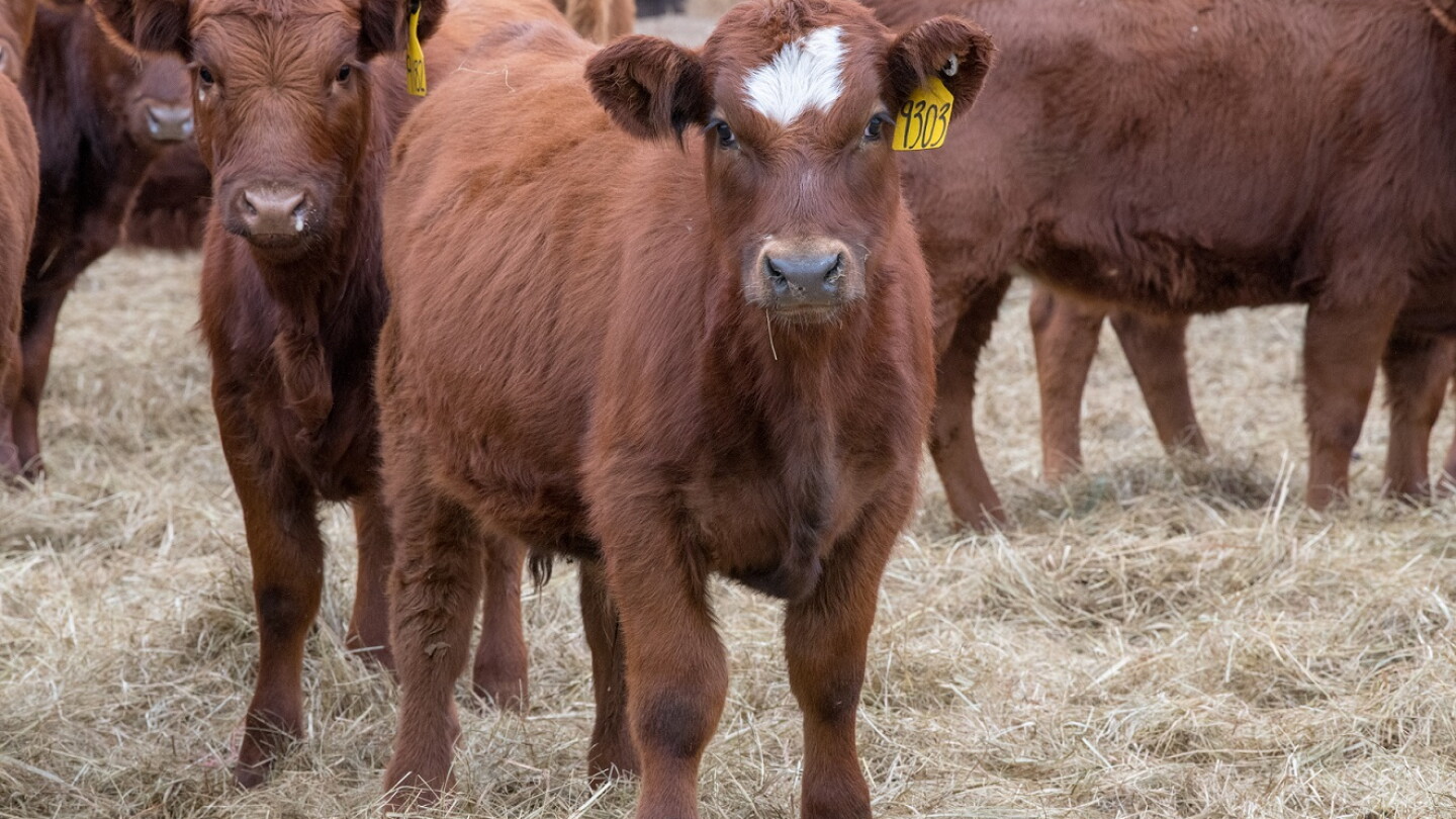 Retared Cows Retained Ownership? – Part I - Drovers