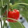Randhawa pepper