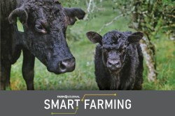 Smart-Farming-CowCalf.jpg