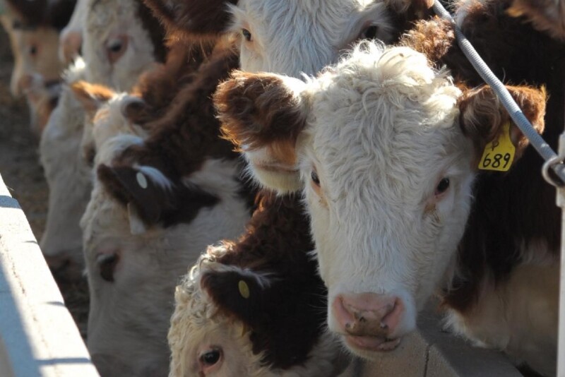 Herefords