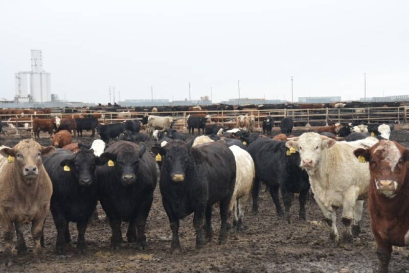 BT_Feedlot_Colorado