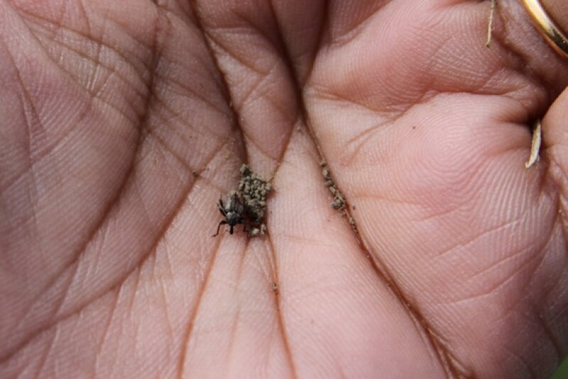 Alfalfa Weevil