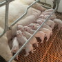 Piglets nursing