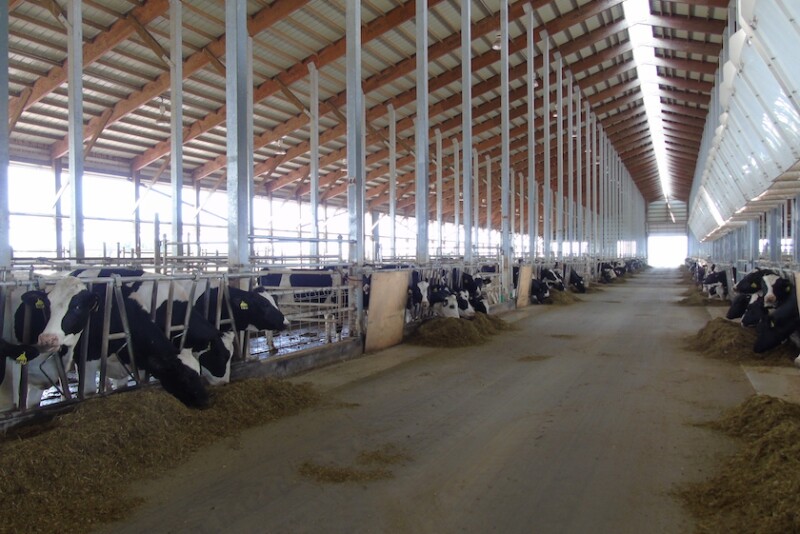 Many U.S. dairy producers use chopped straw in their heifer rations to add fiber and bulk. But a common grain contaminant also may be lurking in straw.