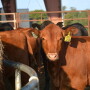 Texas_Heifers