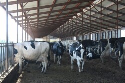 The ideal stocking rate would minimize fixed costs per head without negatively affecting milk production, reproduction and overall cow welfare.