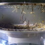Mosquito-larvae.jpeg