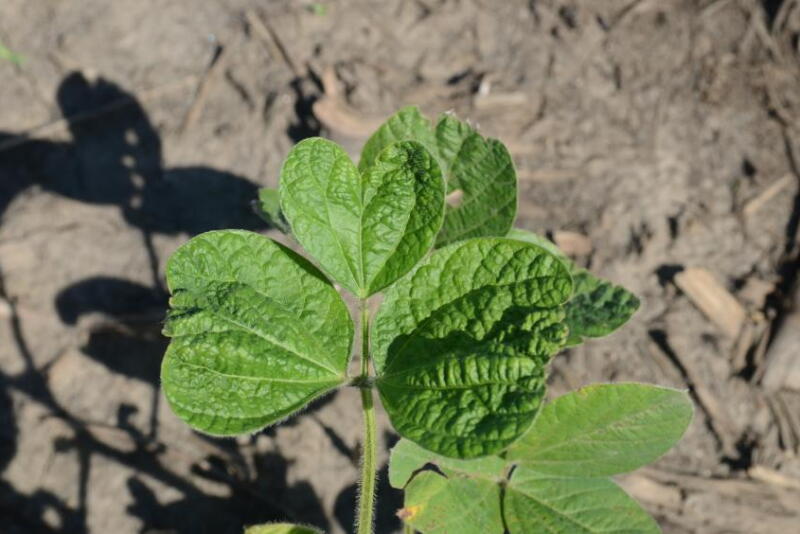 Typical distortion from HG 15 applications includes heart-shaped leaflets like on this plant. Distortion is commonly asymmetrical.