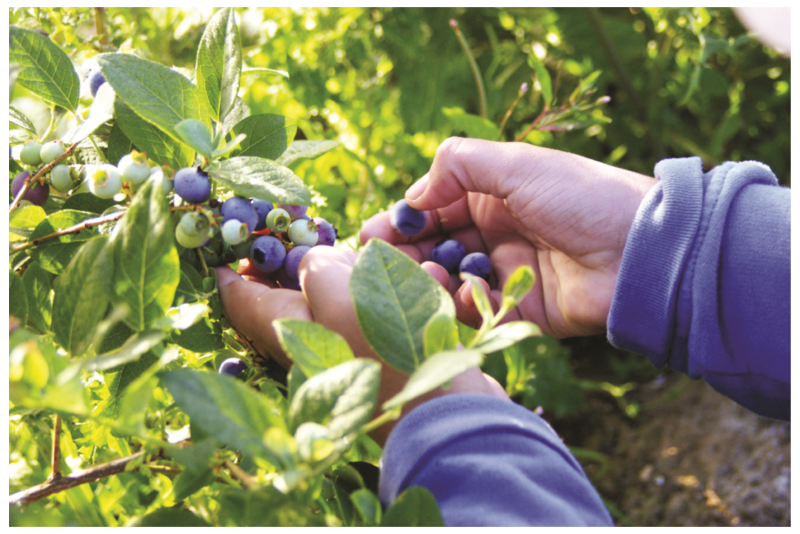 Blueberries.png