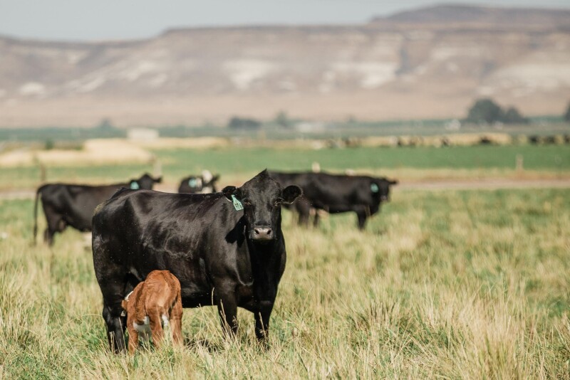 Cow-calf