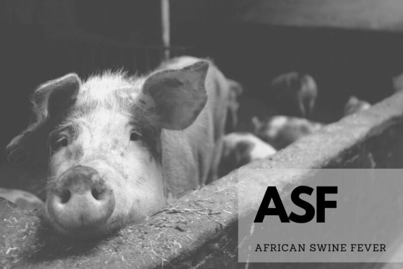 African Swine Fever Backyard