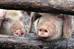 From backyard operations (pictured above) to large commercial pig farms, African swine fever is raging throughout China.