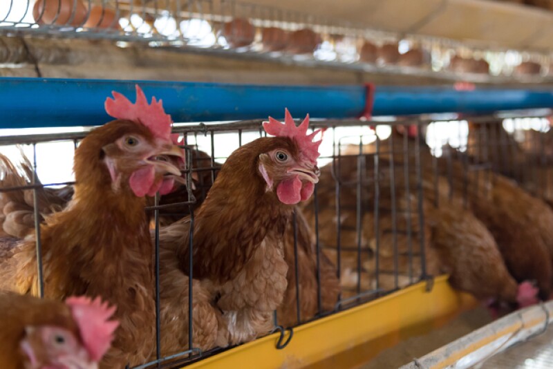 Laying Hens
