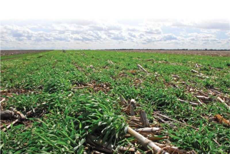 A series of strip trials comparing soil beneath a cover crop to an adjacent strip with no cover crop is revealing increases in microbial activity, water soluble carbon, water infiltration and carbon to nitrogen ratio.